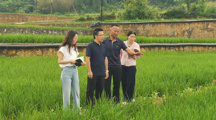青春实践派｜“小田变大田”改出增收路