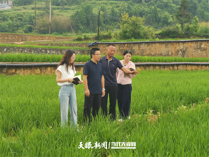 青春实践派｜“小田变大田”改出增收路